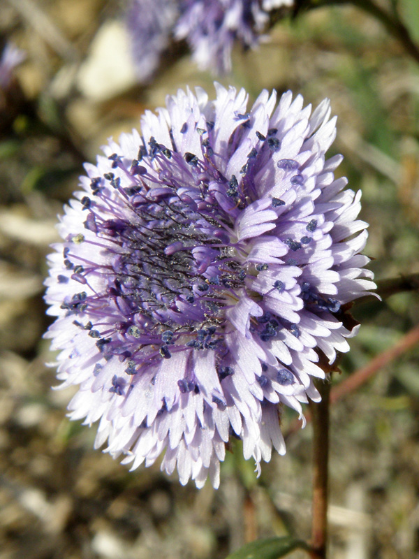 Globularia alypum / Vedovelle cespugliose